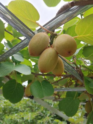 박임상님의 기타작물 · 영농일지 작성글 사진