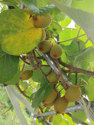 박임상님의 기타작물 · 영농일지 작성글 사진