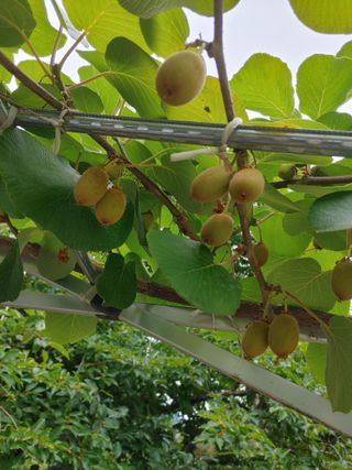 박임상님의 기타작물 · 영농일지 작성글 사진