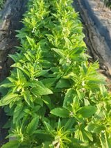 팜모닝 참깨·영농일지 게시글 이미지