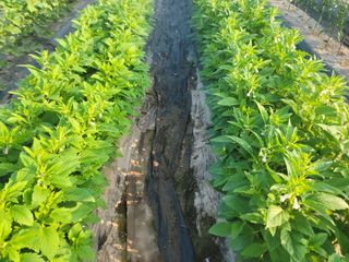 김순례님의 참깨 · 영농일지 작성글 사진