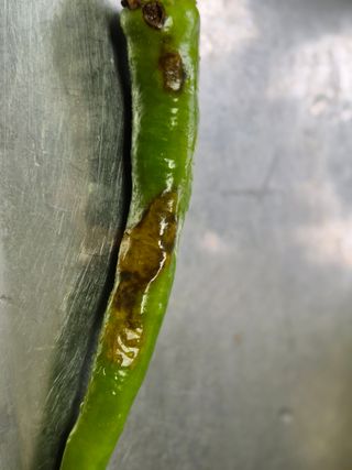 초보농부님의 자유주제 · 자유게시판 작성글 사진