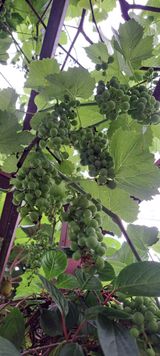 팜모닝 자유주제·자유게시판 게시글 이미지