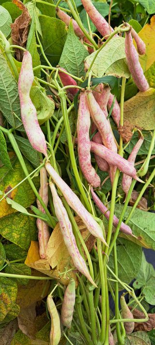 콩18930님의 자유주제 · 자유게시판 작성글 사진