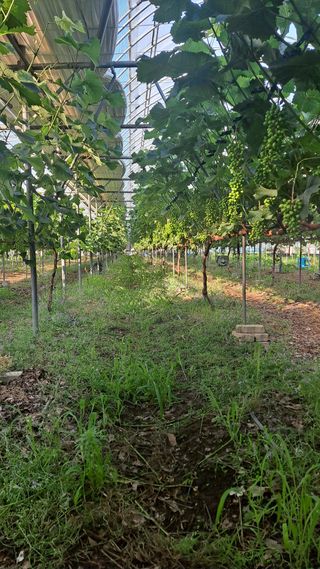 모포리흰개 님의 포도 · 영농일지 작성글 사진