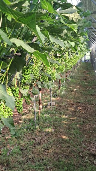 모포리흰개 님의 포도 · 영농일지 작성글 사진