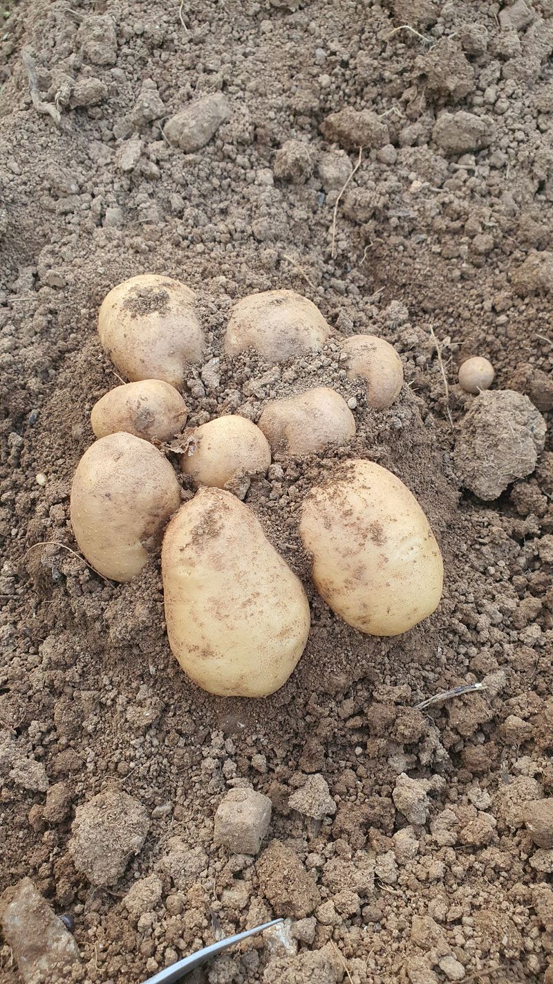 정태권님의 장터 판매 상품 [하지감자] 첨부 사진