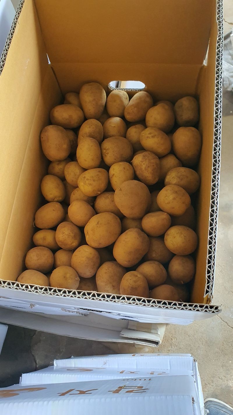 정태권님의 장터 판매 상품 [하지감자] 첨부 사진