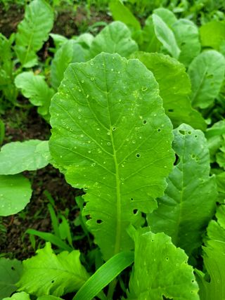 허인구님의 농사, 무엇이든 물어보세요! · 참여글 작성글 사진