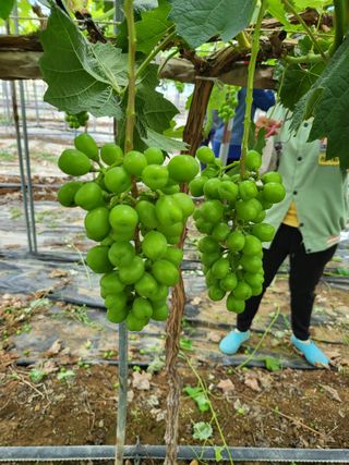 오준석님의 포도 · 영농일지 작성글 사진