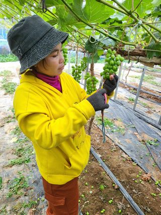 오준석님의 포도 · 영농일지 작성글 사진
