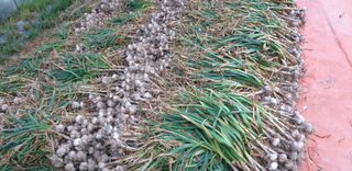 작은농원님의 자유주제 · 자유게시판 작성글 사진