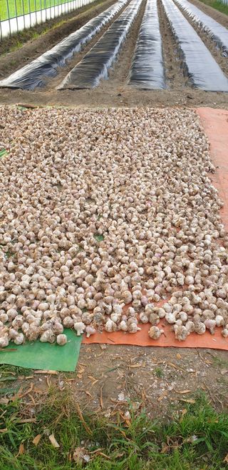 작은농원님의 자유주제 · 자유게시판 작성글 사진