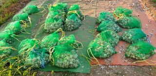 작은농원님의 자유주제 · 자유게시판 작성글 사진