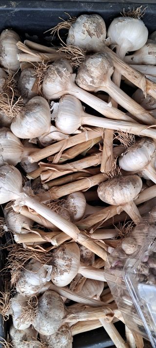 이영미님의 마늘 · 영농일지 작성글 사진