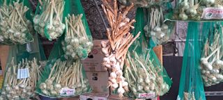 이영미님의 마늘 · 영농일지 작성글 사진