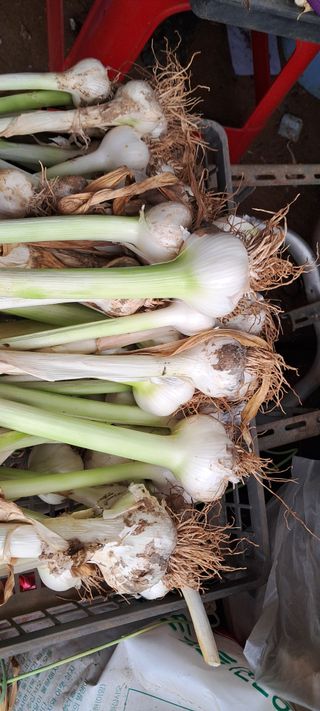 이영미님의 마늘 · 영농일지 작성글 사진