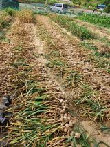 팜모닝 마늘·영농일지 게시글 이미지