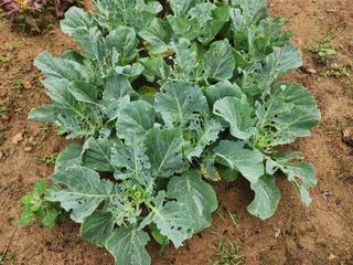 김재학님의 양배추 · 병해충상담 작성글 사진