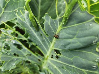 김재학님의 양배추 · 병해충상담 작성글 사진