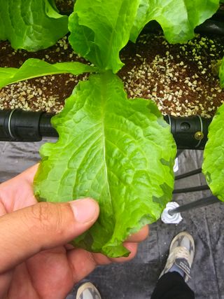 이재원님의 상추 · 병해충상담 작성글 사진