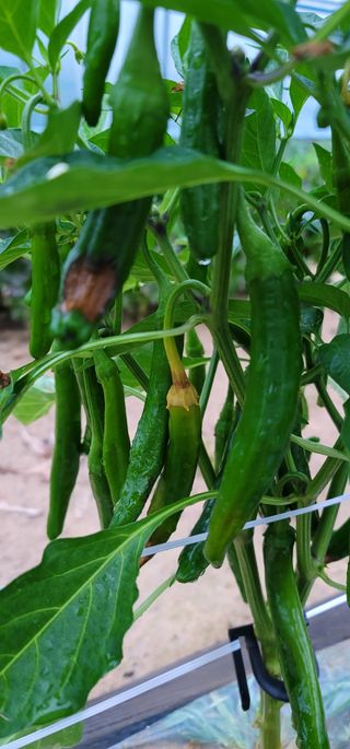 이남수진천님의 고추 · 병해충상담 작성글 사진