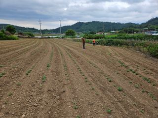 김형선님의 콩 · 영농일지 작성글 사진