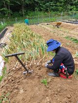 팜모닝 마늘·영농일지 게시글 이미지