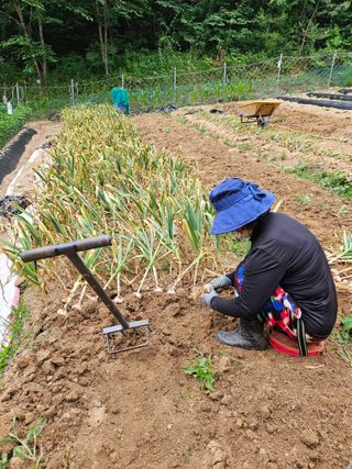서상진님의 마늘 · 영농일지 작성글 사진