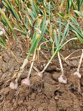 서상진님의 마늘 · 영농일지 작성글 사진