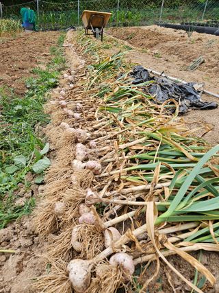 서상진님의 마늘 · 영농일지 작성글 사진