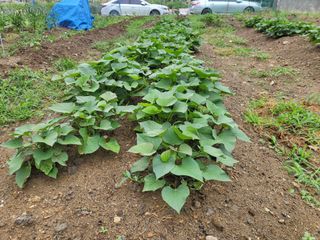 조상희님의 고구마 · 영농일지 작성글 사진