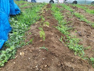 조상희님의 고구마 · 영농일지 작성글 사진