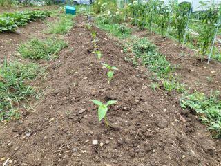 조상희님의 고구마 · 영농일지 작성글 사진