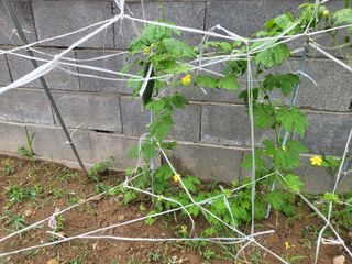 조상희님의 고구마 · 영농일지 작성글 사진