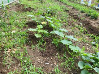 조상희님의 고구마 · 영농일지 작성글 사진