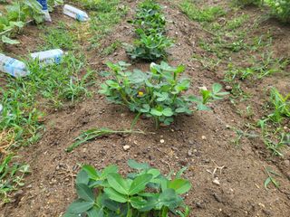 조상희님의 고구마 · 영농일지 작성글 사진