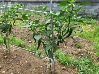 조상희님의 고구마 · 영농일지 작성글 사진