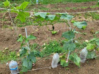 조상희님의 고구마 · 영농일지 작성글 사진