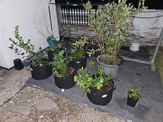 뿡뿡농장님의 블루베리 · 병해충상담 작성글 사진