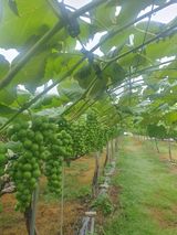 팜모닝 자유주제·자유게시판 게시글 이미지