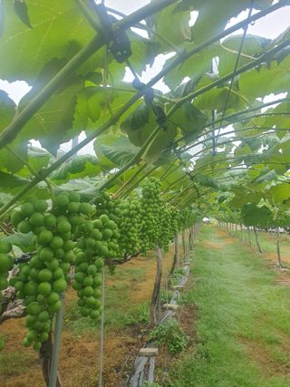 소백산단산포도이종석님의 자유주제 · 자유게시판 작성글 사진