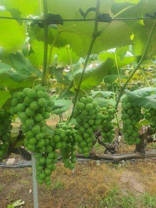 소백산단산포도이종석님의 자유주제 · 자유게시판 작성글 사진