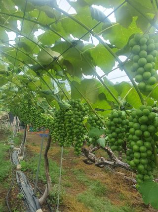 소백산단산포도이종석님의 자유주제 · 자유게시판 작성글 사진