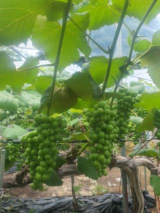 소백산단산포도이종석님의 자유주제 · 자유게시판 작성글 사진