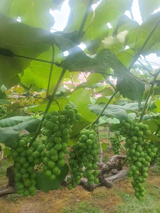 소백산단산포도이종석님의 자유주제 · 자유게시판 작성글 사진