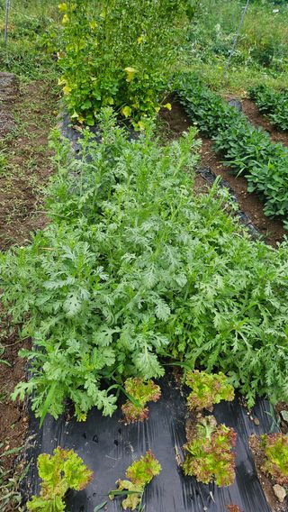 이원복님의 자유주제 · 사진전 작성글 사진