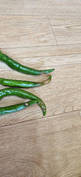 병아리농사꾼님의 고추 · 병해충상담 작성글 사진