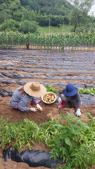 김현종님의 감자 · 영농일지 작성글 사진