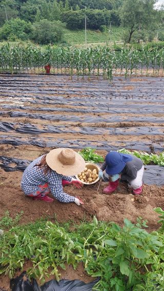 김현종님의 감자 · 영농일지 작성글 사진